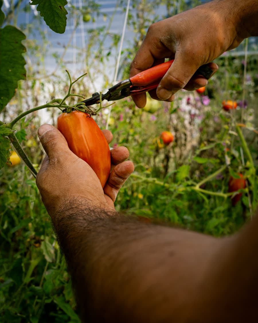 A grower's hands cutting a ripe tomato from the vine, with the bed out of focus behind.