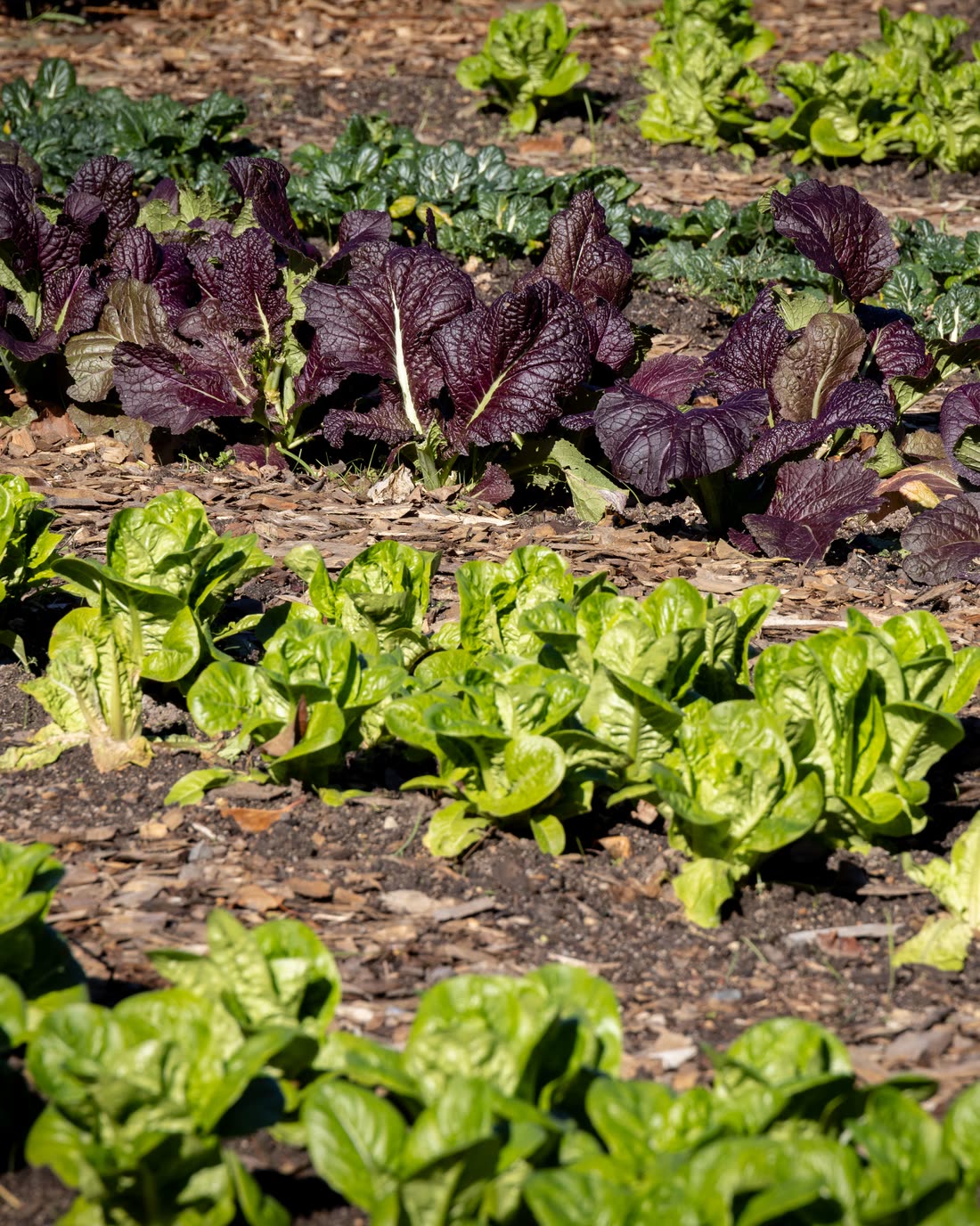 Rows of leafy greens and dark purple mustard growing in worked soil.